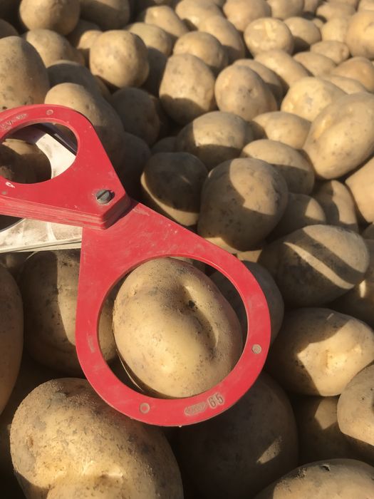 Cartofi import Olanda! 65/+