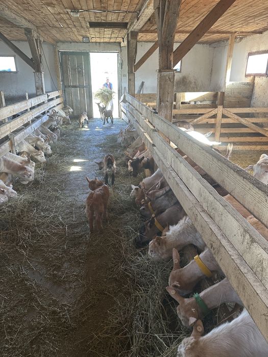 Vind capre de lapte saanen si alpine