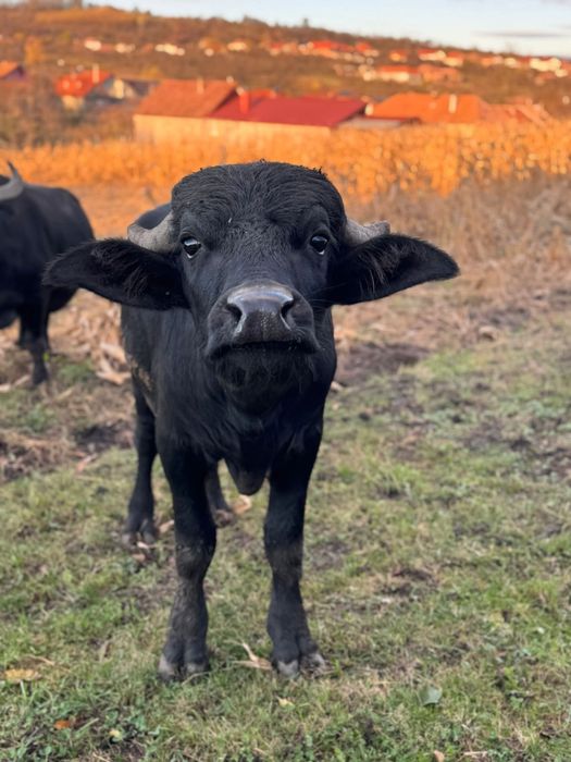 Vand Vitel de bivol de un an