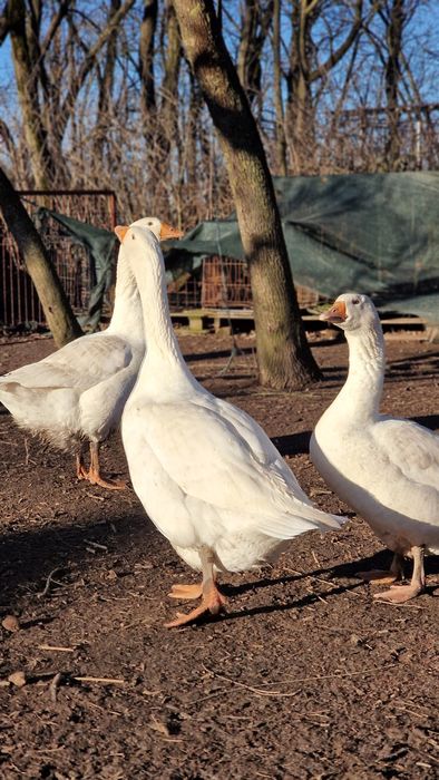 Gâste, gâscani tineri