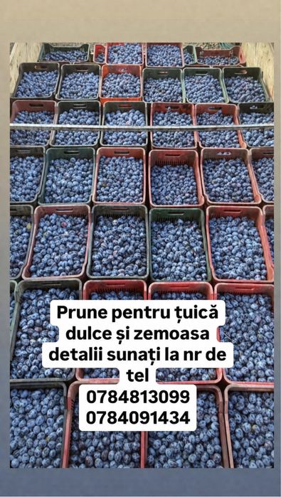 Pruna de tuica sau palinca