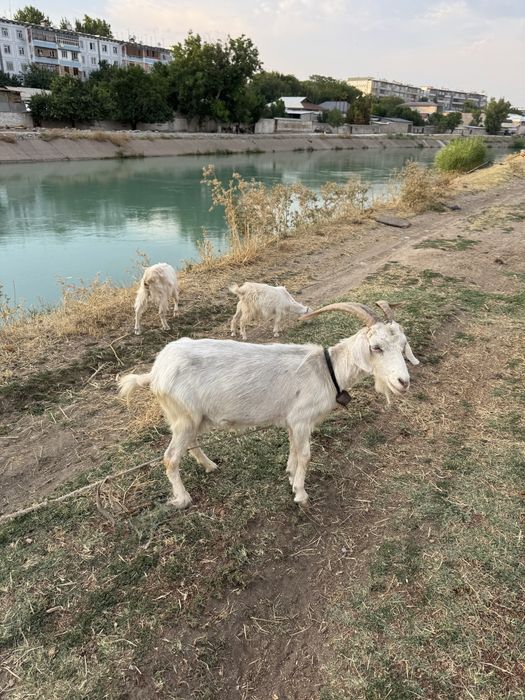 Sog'in sog'lom echki va ikki dona bolasi bilan birga sotiladi