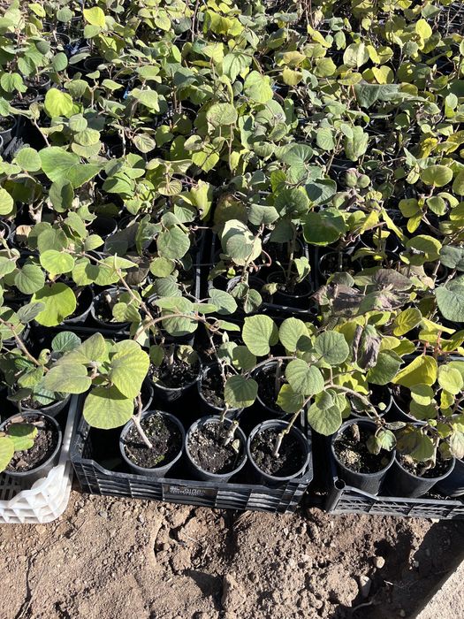 Киви в контейнер