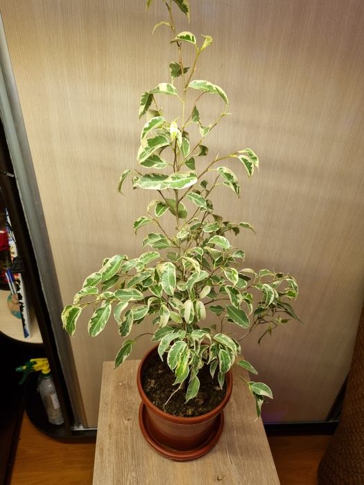 Фикусы разные сорта