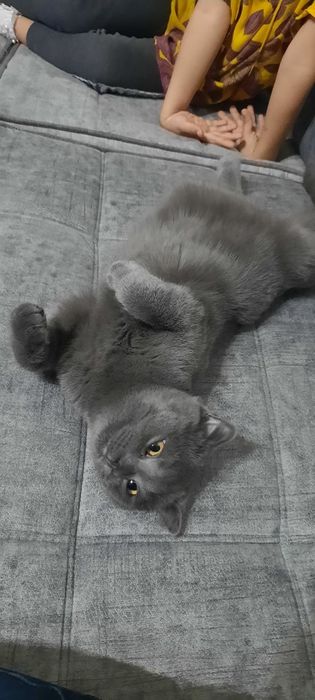 Сотилади топ-тоза пародали ёш мушуклар