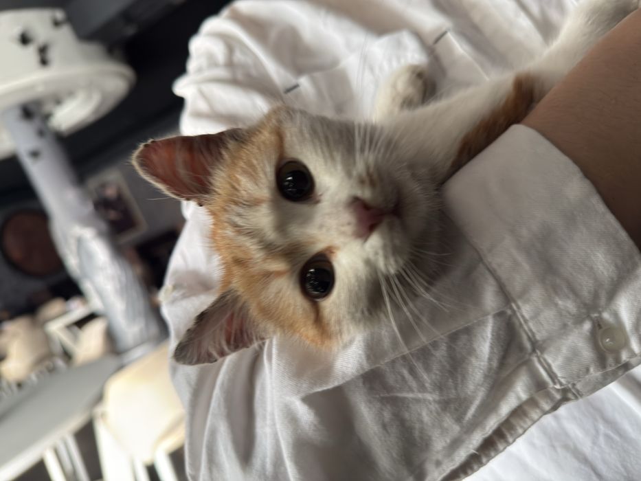 кошечка в добрые руки