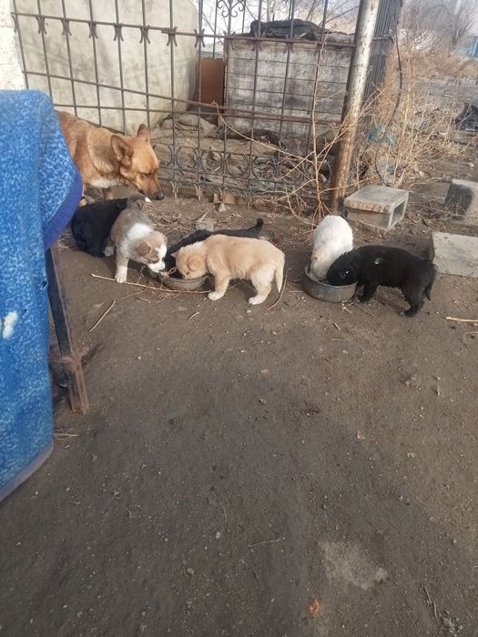 Отдам щенят в хорошие руки