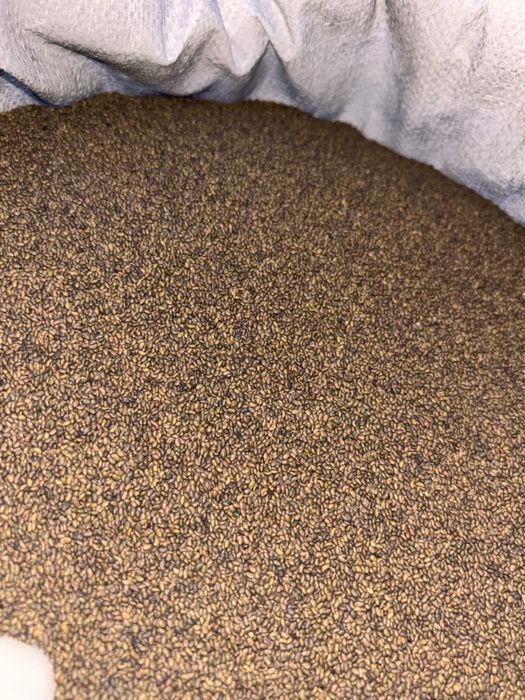 Семена люцерны высшего качество