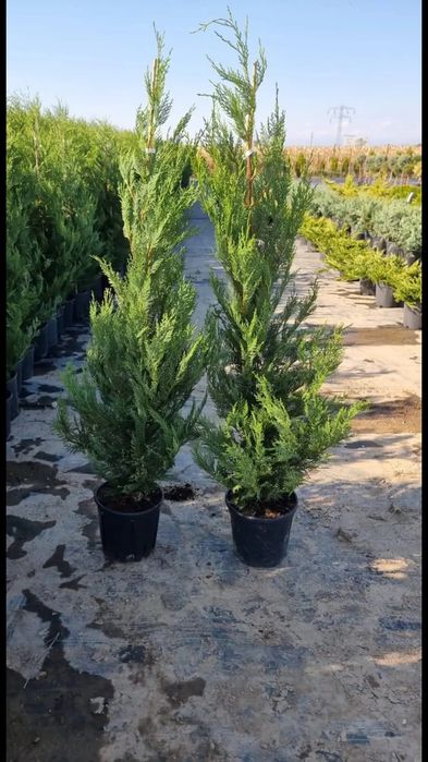 Vând tuia leylandii chiparos la oferta asiguram transport gratuit