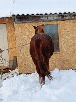 Manz un an jumate de vânzare