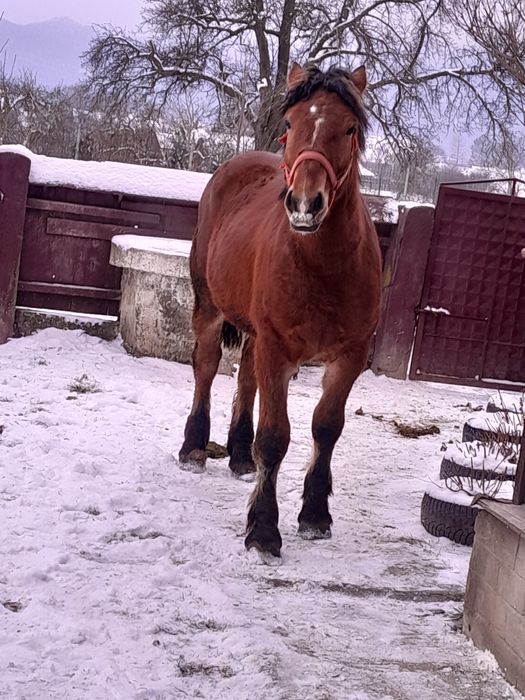 Vând mânz de un an și doua luni