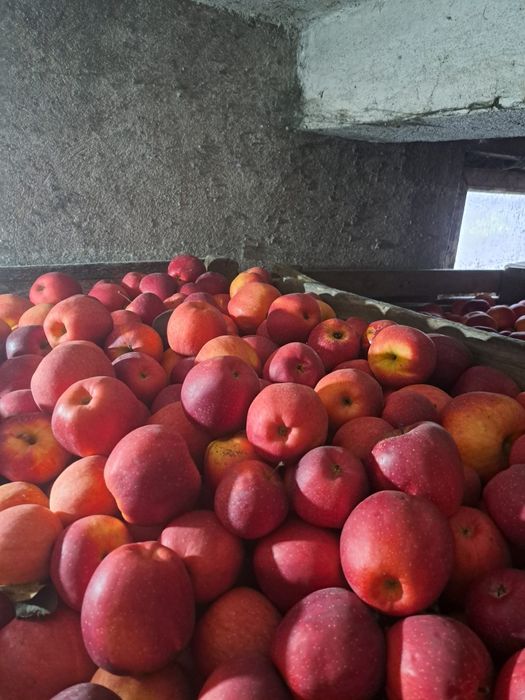 Vând mere calitate superioară