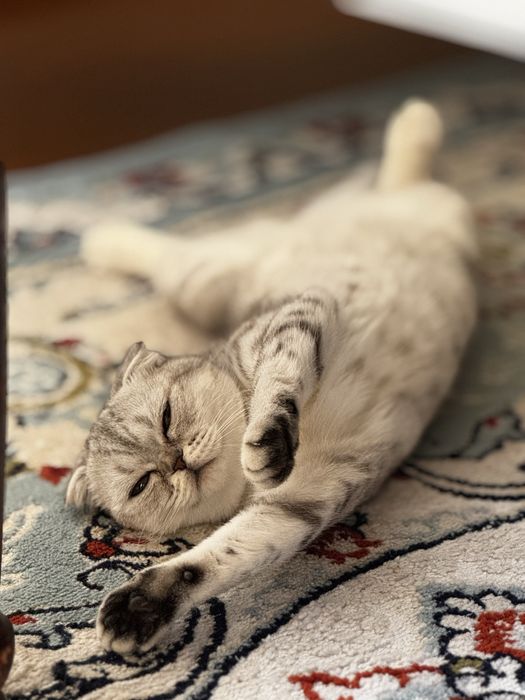 Шотландская вислоухая кошка