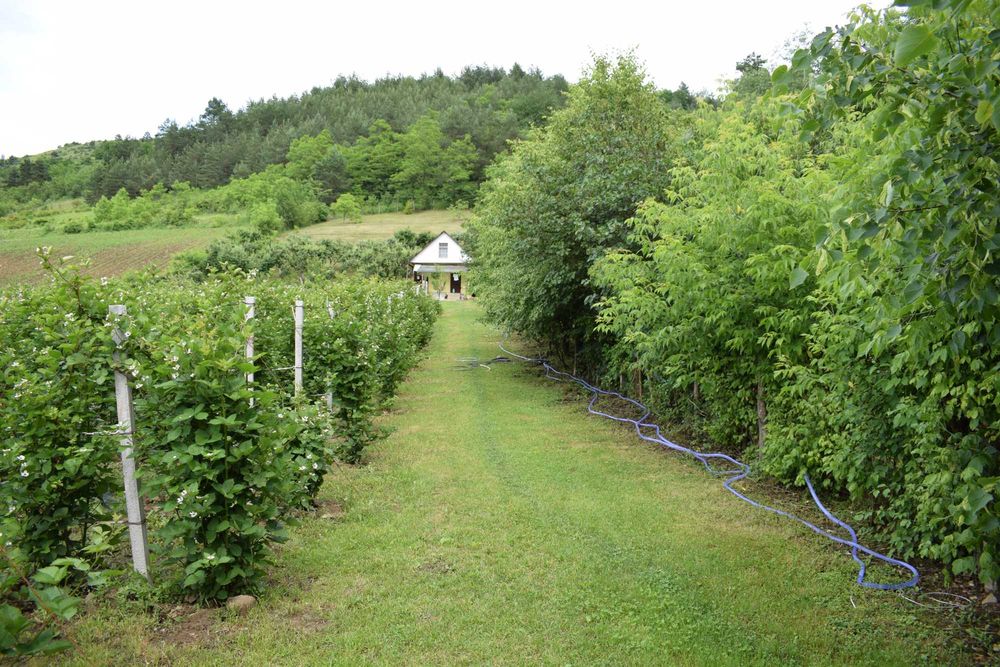 Grădină 3.000 mp în Fizeșul Gherlii, lângă pădure, cu plantație de mur