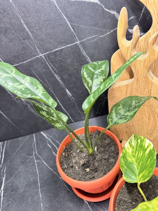 Продам комнатные цветы по 1500