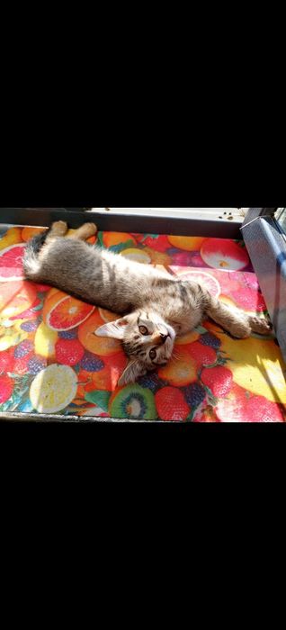 Отдам милых котят в добрые руки