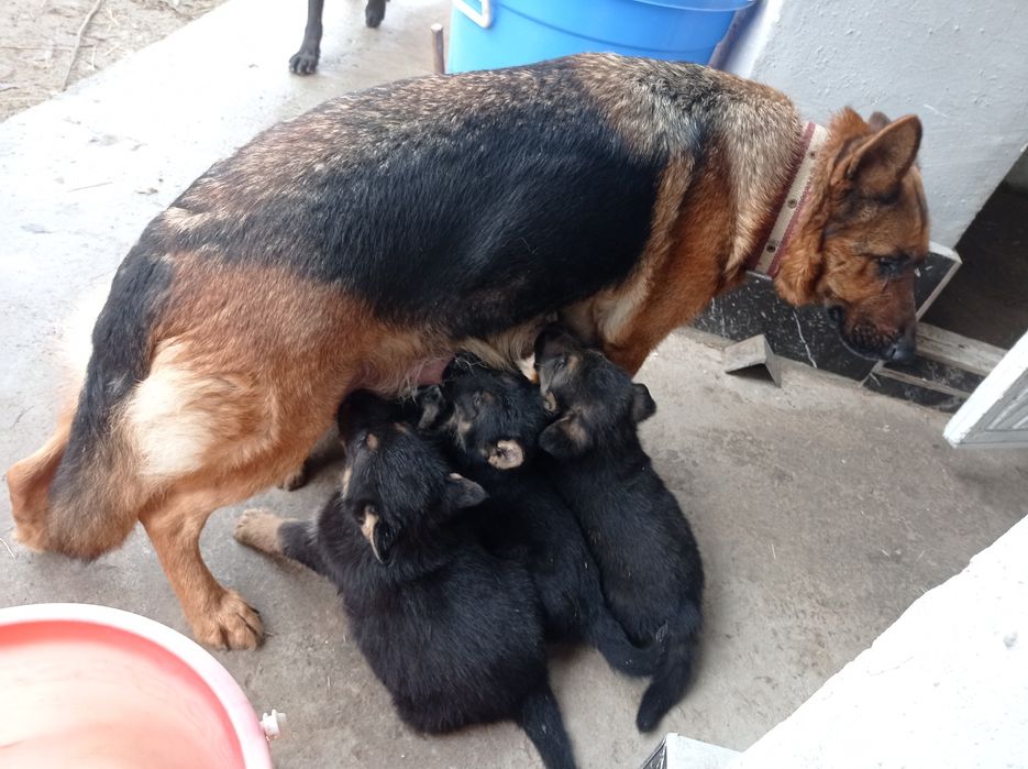 Продаю щенков немецкой овчарки