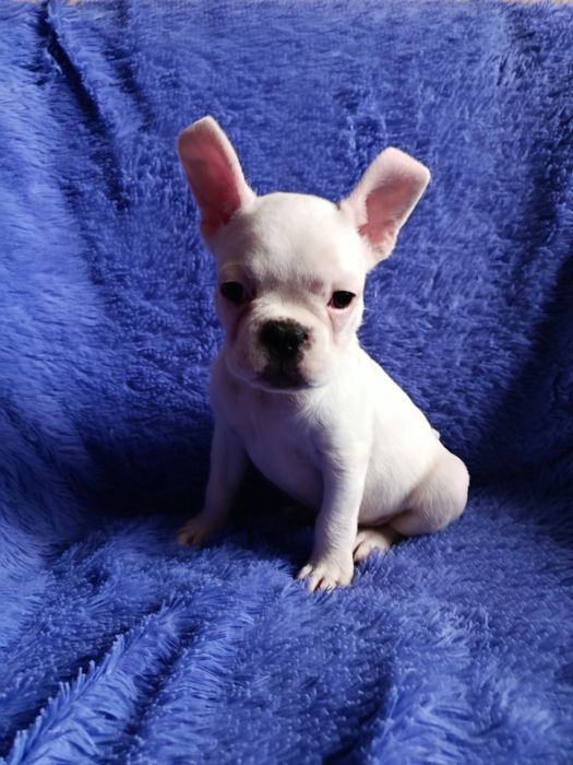 Французский бульдог