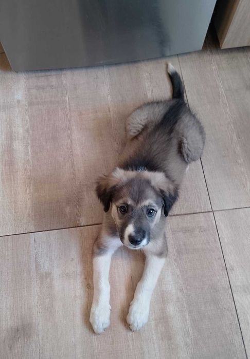 Ofer spre adoptie catelusa 2,5 luni talie medie, oriunde in tara.
