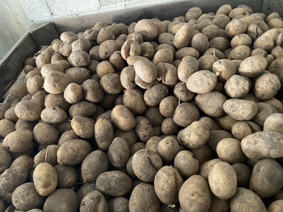 Vand cartofi de consim