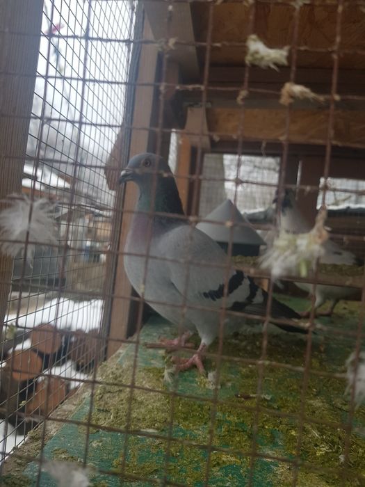 Vând porumbei  voiajor