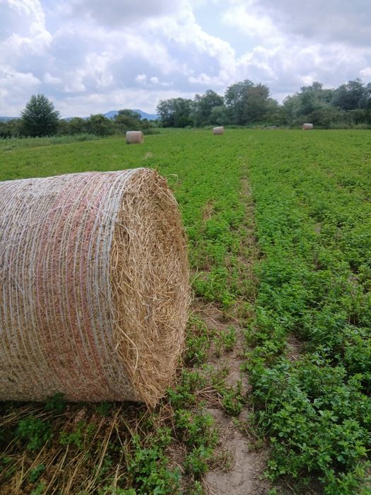 Baloți de lucernă
