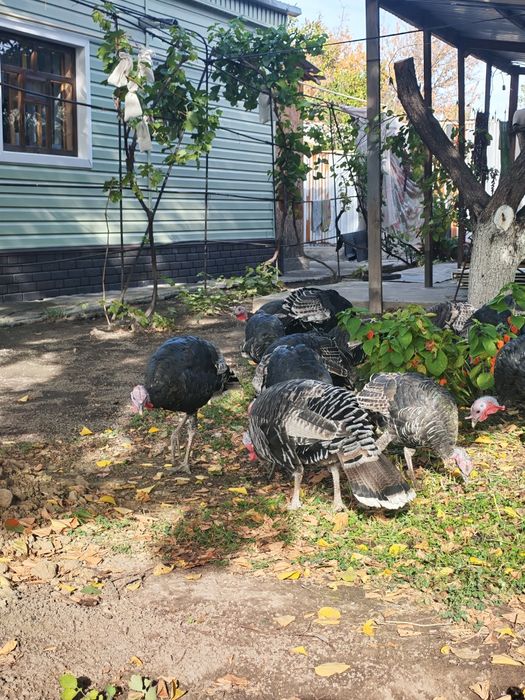 Продам индюков в городе