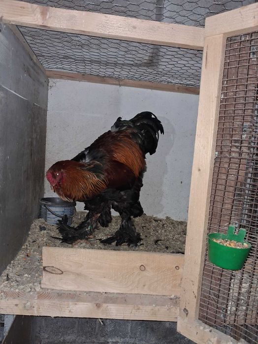 Cocosi brahma potarnichiu