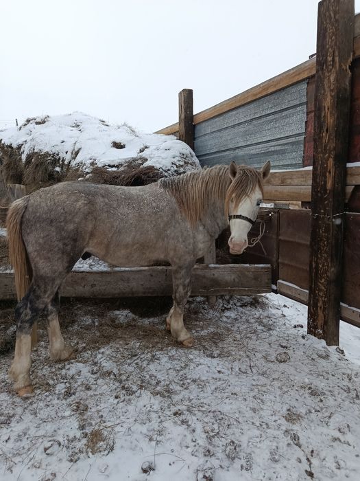Айғыр сатылады! Жеребчик!