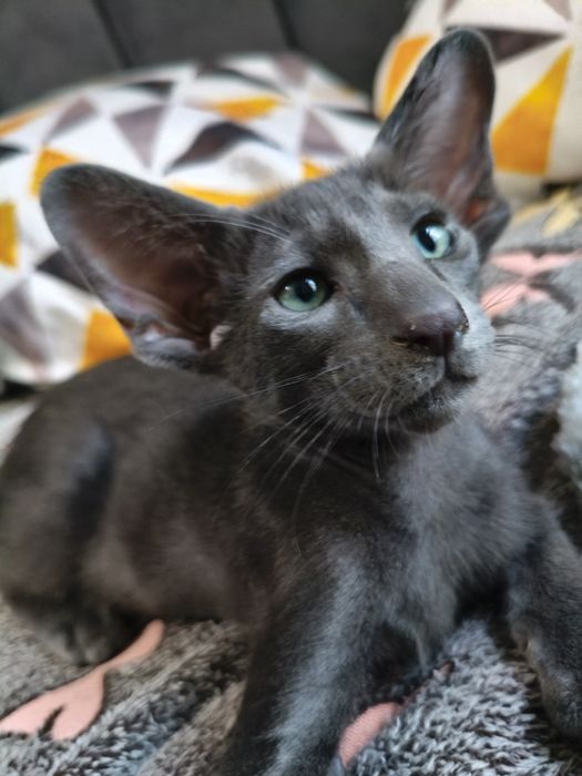 Ориентальноя девочка чёрная