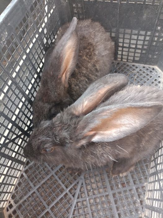 Velikan quyon bolari sotiladi