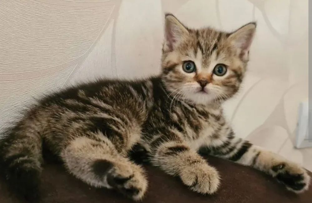 Британские котята