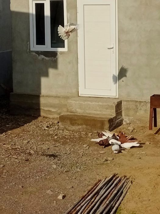 Продам галубей бакинцы