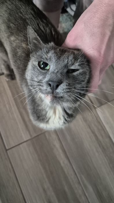 Cleo pisica cea dulce