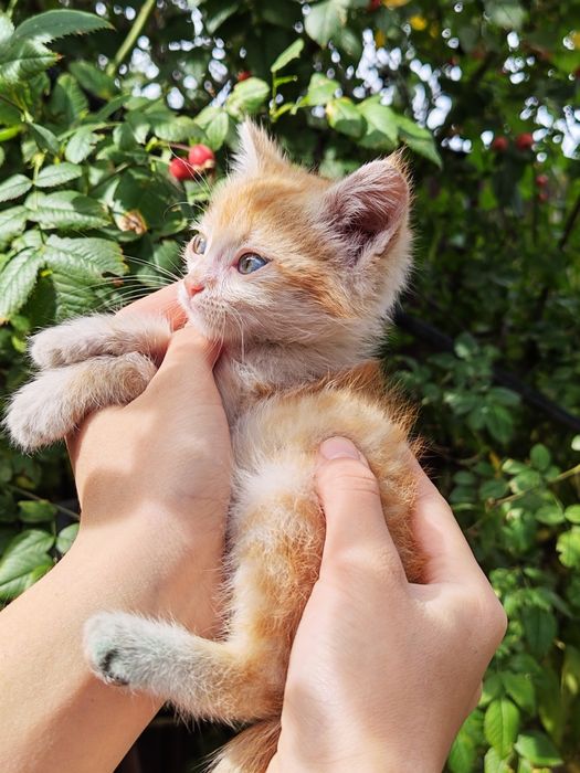 Отдам котёнка мальчика