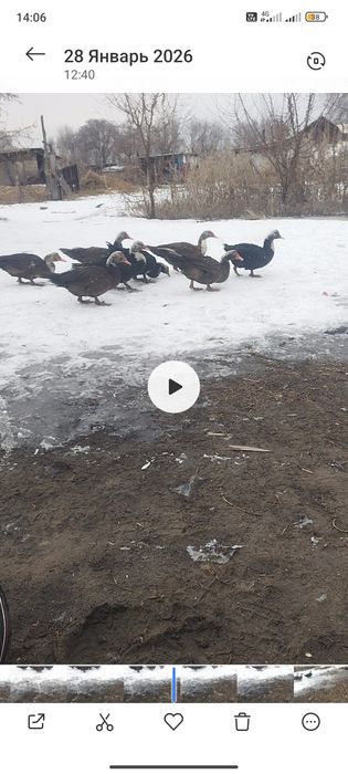 Продам индоуток  молодые