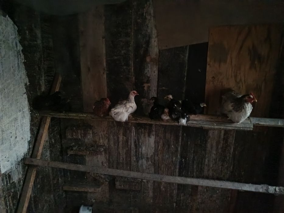 Продам домашних кур