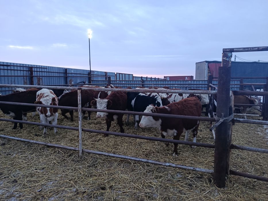 Россия сментал шохли гуножинлар 1 коринга бугоз