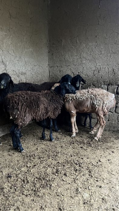 Кошкар саулык токты козы