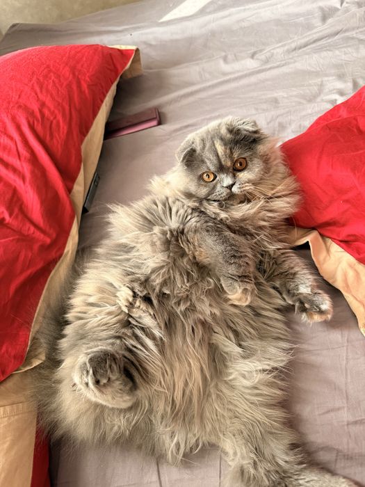 Скотиш страйт кошка