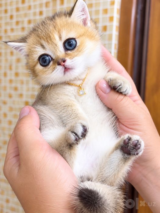Манчкин принцесса, нежная