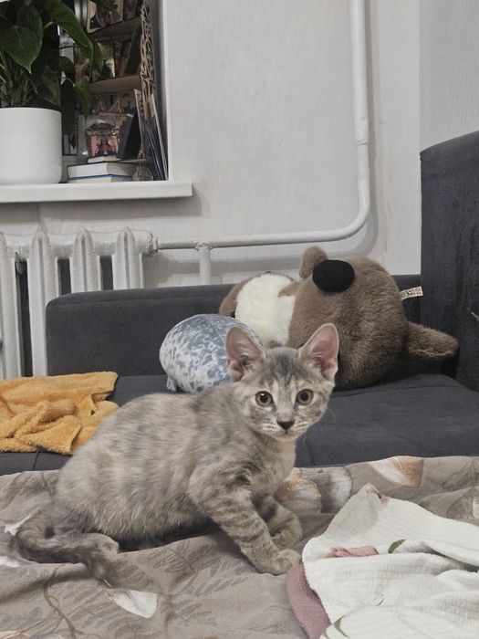 Отдам в хорошие руки