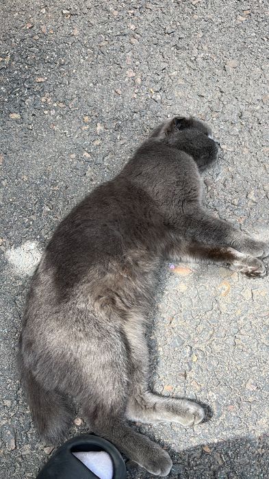 Заберите пожалуйста кошечку