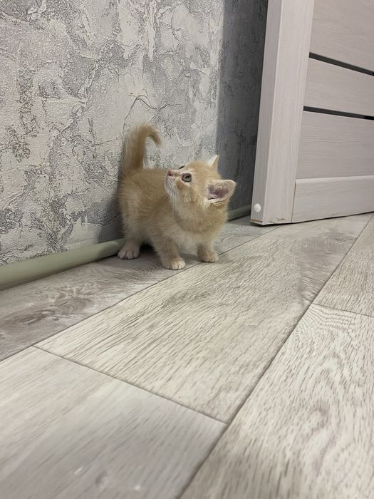 Отдам котенка девочка