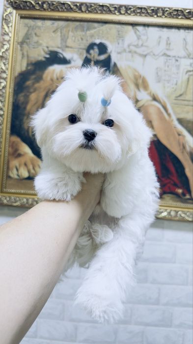 Курносый щеночек мини мальтезе