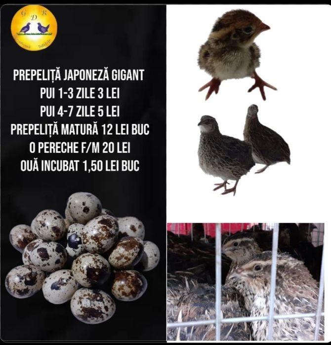 Prepelițe si oua incubat / consum bio