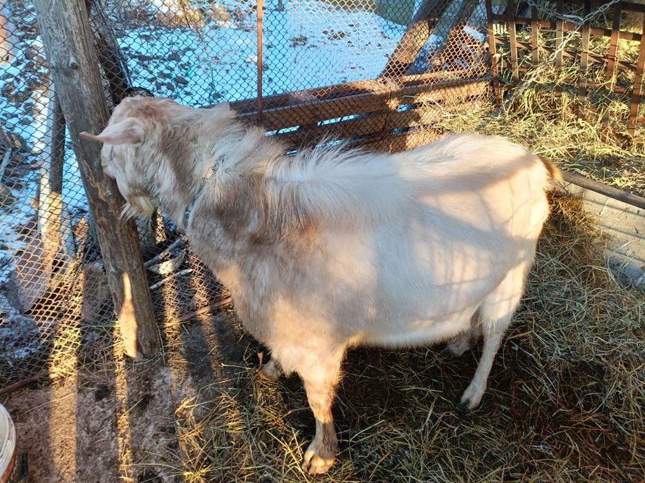 Țap de vanzare - 900 lei