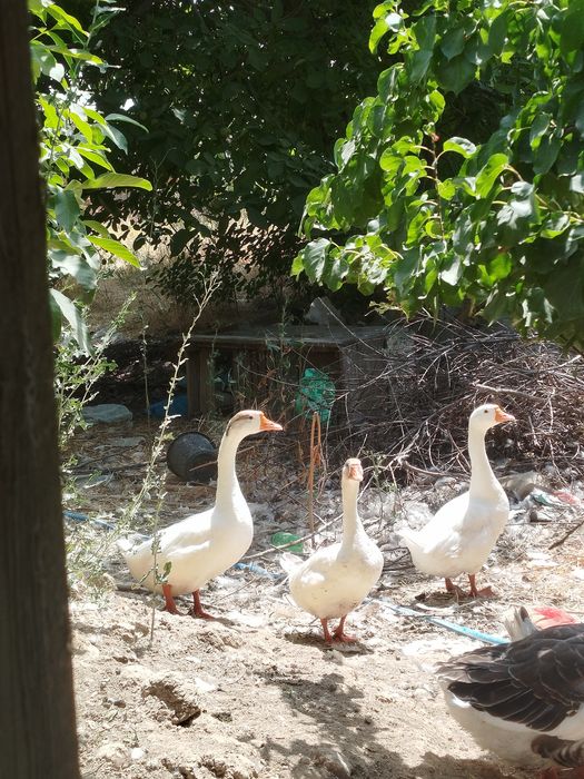 Гозлар сотилади тошкенда