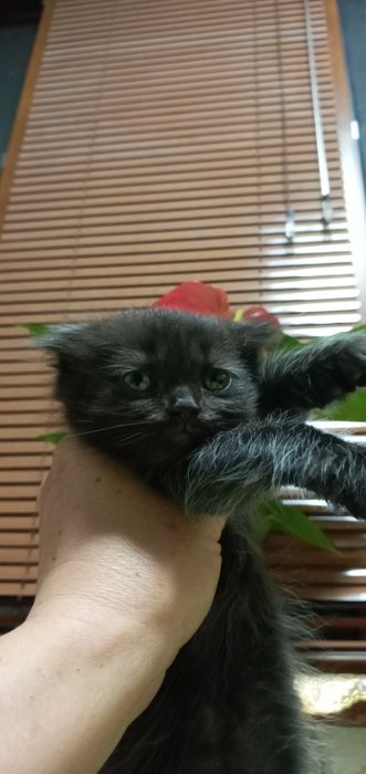 Skotish qiz  mushuk sotiladisotilasi