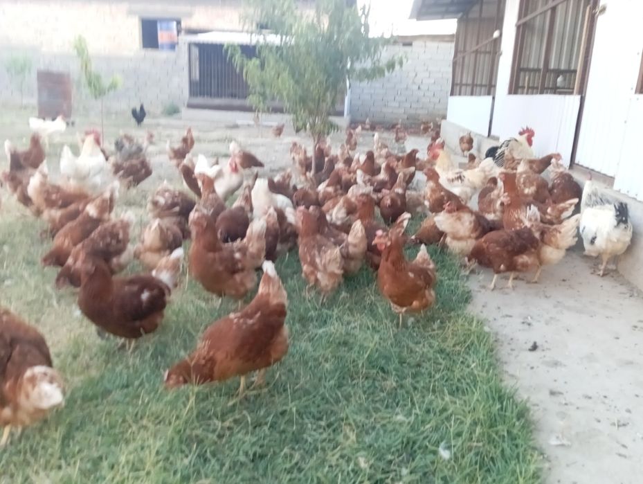 Продам куриц Ломан браун